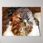 POSTER HAWK (Devant)