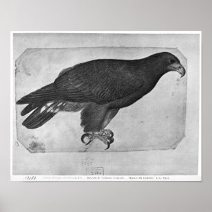 Poster Hawk, de l'album The Vallardi