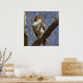 Poster Hawk Majestic (Cuisine)