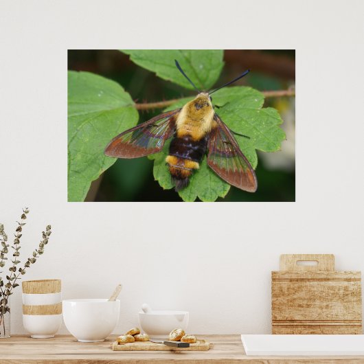 Poster Hawk Moth (Cuisine)
