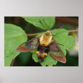 Poster Hawk Moth (Devant)
