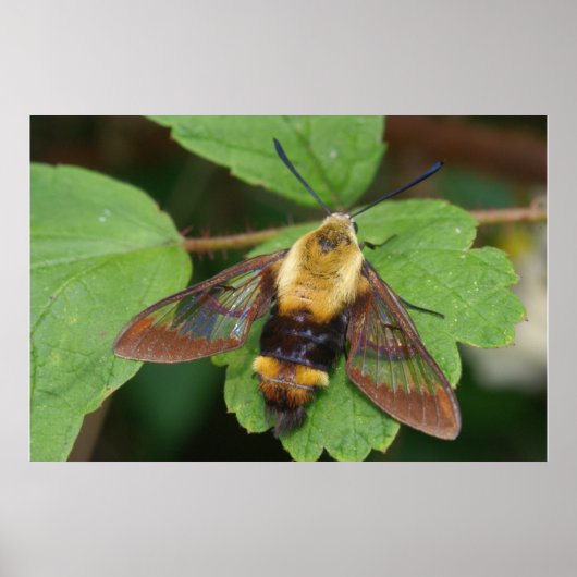Poster Hawk Moth (Devant)