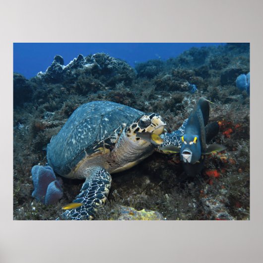 Poster Hawksbill et équipage (Devant)