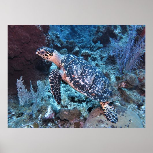 Poster Hawksbill Mélange En (Devant)