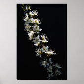 Poster Hawthorn Flowers wapcn (Devant)