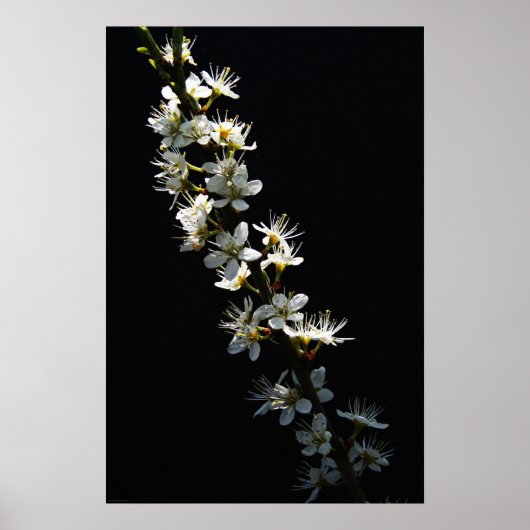 Poster Hawthorn Flowers wapcn (Devant)