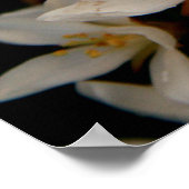 Poster Hawthorne (Coin)