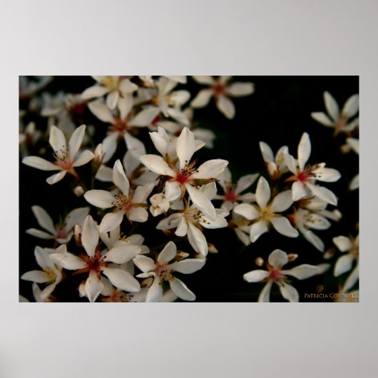 Poster Hawthorne (Devant)