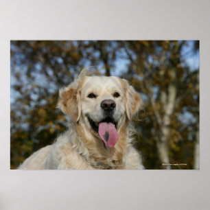 Poster Headshot 3 de golden retriever