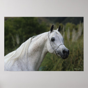 Poster Headshot arabe 1 de cheval