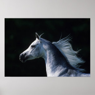 Poster Headshot arabe 2 de cheval