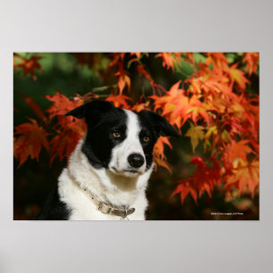 Poster Headshot d'automne de border collie