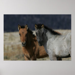 Poster Headshot de poulain de mustang