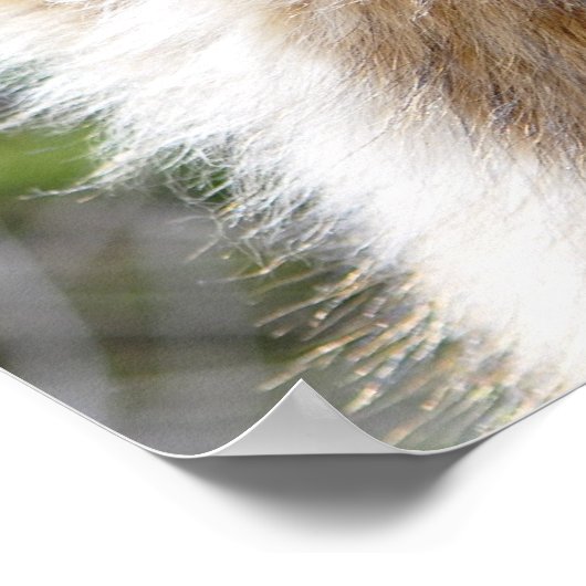 Poster Headshot du berger allemand (Coin)