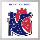 Poster Heart Anatomy- (Devant)