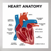 Poster Heart Anatomy (Devant)