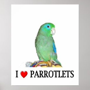 Poster "Heart" Parrotlets