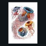 Poster Heckel Jellyfish Imprimer<br><div class="desc">Impression vivante de l'illustration vintage Haeckel Jellyfish.</div>