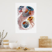 Poster Heckel Jellyfish Imprimer (Cuisine)