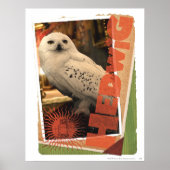 Poster Hedwig 1 (Devant)