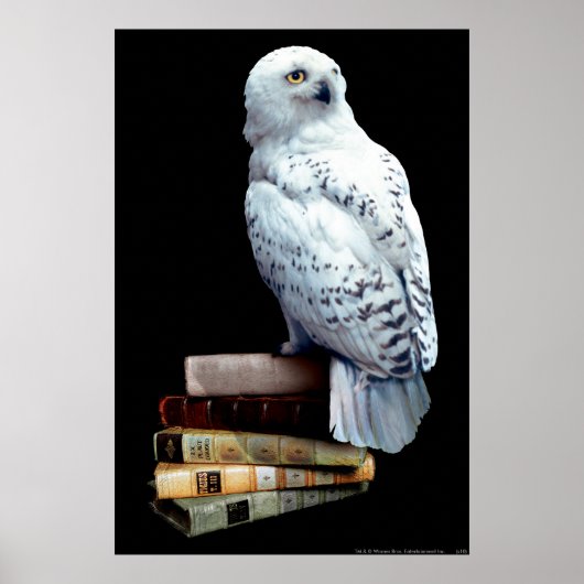 Poster Hedwig sur les livres (Devant)