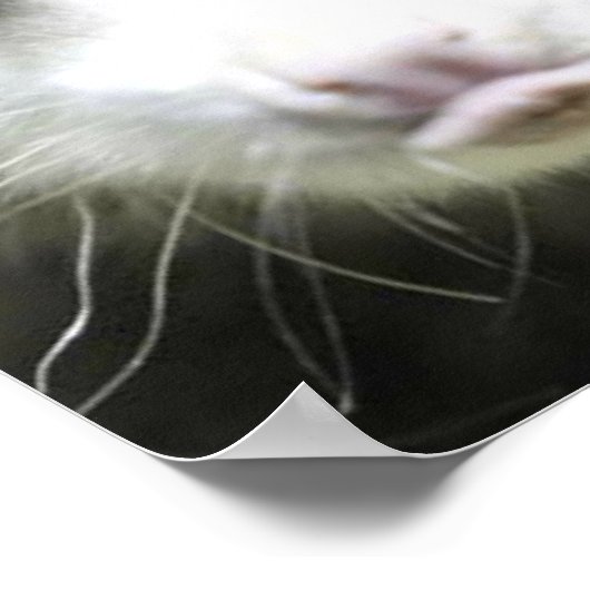 Poster Heidi L'Opossum Osé À Croix (Coin)