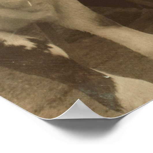 Poster Heifères (Coin)