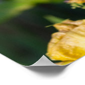 Poster Heirloom Iris (Coin)