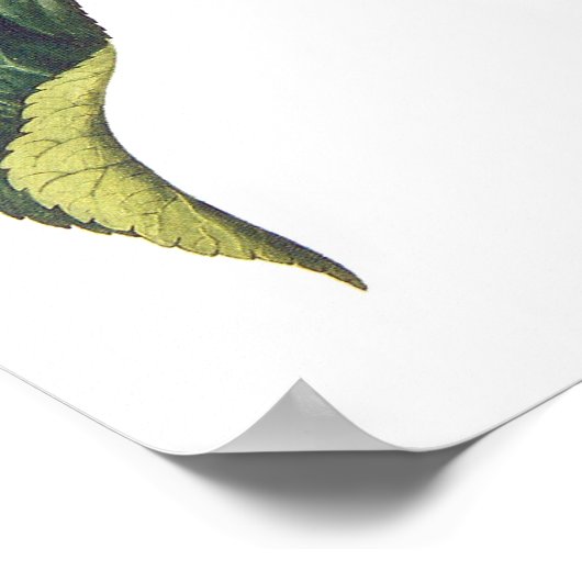 Poster Helianthus annuus (Coin)