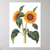 Poster Helianthus annuus (Devant)