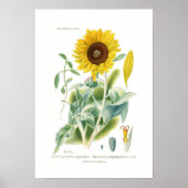 Poster Helianthus argophyllus (Devant)