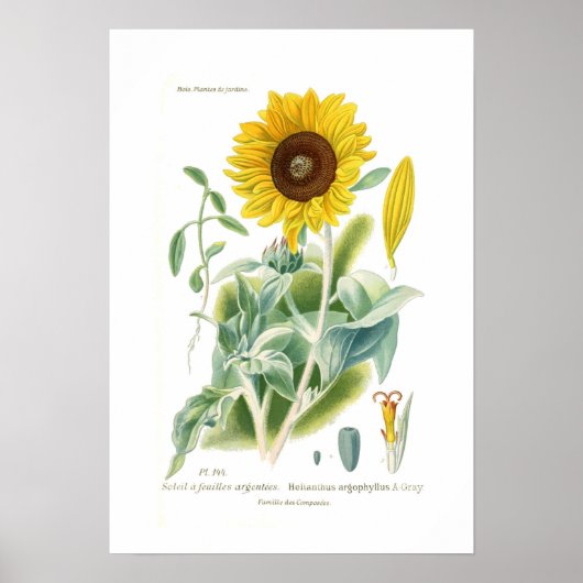 Poster Helianthus argophyllus (Devant)