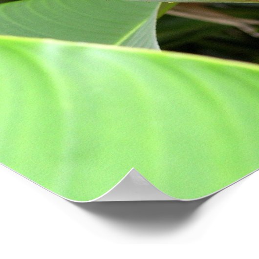 Poster Heliconia (Coin)