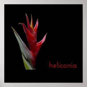 Poster Heliconia