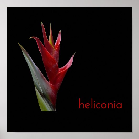 Poster Heliconia (Devant)
