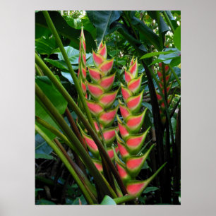 Poster Heliconia