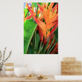 Poster Heliconia brillante (Cuisine)