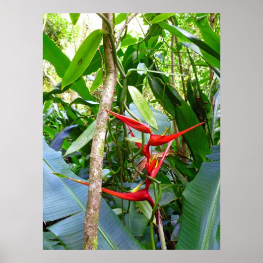 Poster Heliconia et Vanilla Vine orchidée (Devant)