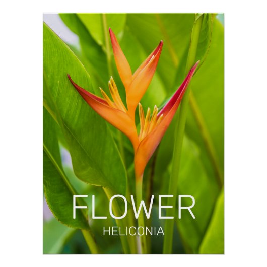Poster Heliconia Fleurs Plante Botanique Jardin Design (Devant)