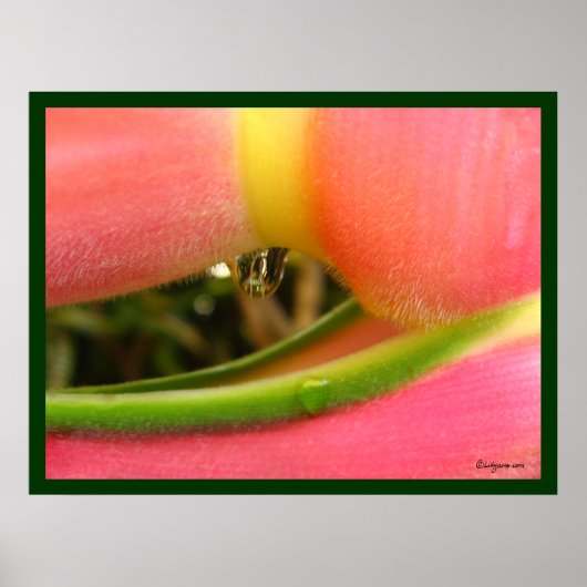 Poster Heliconia PeachFuzz Agrandir l'affiche Imprimer (Devant)