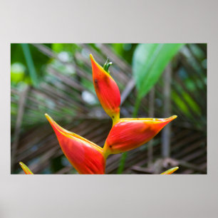 Poster Heliconia Plant, Iquitos, Maynas, Peru