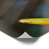 Poster Heliconia Plante, Iquitos, Maynas, Pérou (Coin)