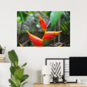 Poster Heliconia Plante, Iquitos, Maynas, Pérou (Bureau à domicile)