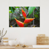 Poster Heliconia Plante, Iquitos, Maynas, Pérou (Cuisine)