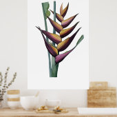 Poster Héliconia PREMIUM QUALIUM print (Cuisine)