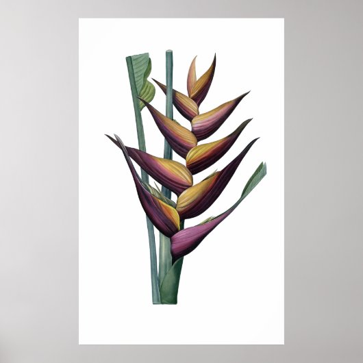 Poster Héliconia PREMIUM QUALIUM print (Devant)