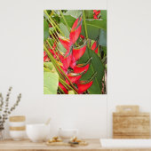 Poster Heliconia tropicale (Cuisine)