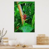 Poster Heliconia tropicale - Promenade dans le jardin (Cuisine)