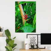 Poster Heliconia tropicale - Promenade dans le jardin (Bureau à domicile)