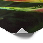 Poster Heliconias, Heliconia walkeriana), La Selva (Coin)